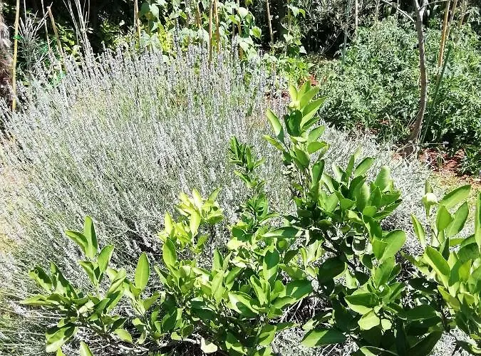 Apartament Palmas Rijeka